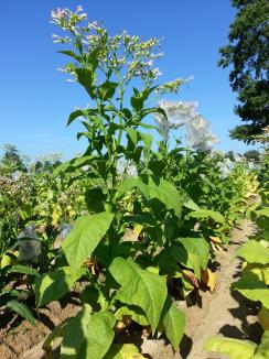 PLANT